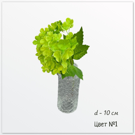 Гортензия Надежда, цвет №1