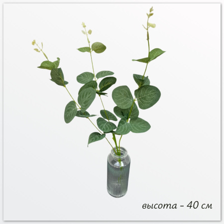 Пеперомия Элла