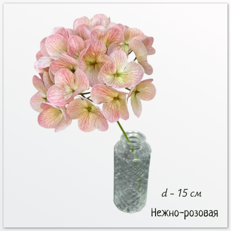 Гортензия нежно-розовая